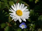 Dal giardino di casa, prime prove con il macro

Gradite critiche e commenti.