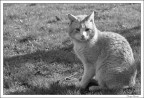 Gatto in giardino