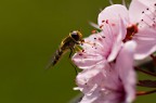 Verde,giallo,rosa