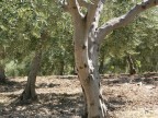 Tronco d'ulivo