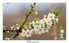 Primavera...2