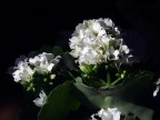 Fiore
