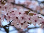fiori