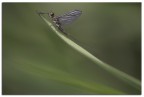 Effimera