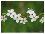  primavera!