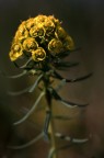 bouquet (dedicata a Eply)