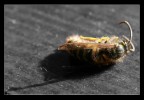 Bee Spirit