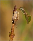 Prima cimice