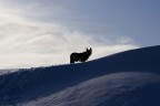 Sentinella