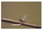 Altra effimera