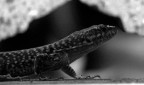 dinosauro nella grotta