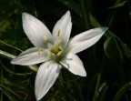 Fiore bianco 3
