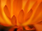 fiamme?