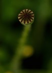 &quot;Plantgate&quot;