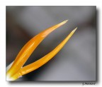 Pinza naturale