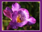 Fiore 01