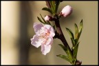 fiore di pesco