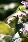 macro 3