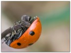 Eos 350d 180 macro 1/30 sec f 14 iso 400