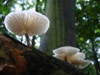 Funghi