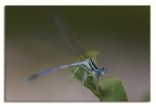 Libellula