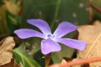 fiore lilla