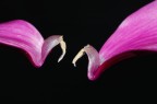 Petali nel Buio