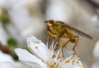 Sul fior di Ciliegio