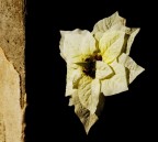 flower in the dark