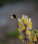 IMPOLLINATOR