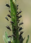 conosco sti soggetti