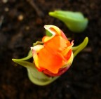 Ecco la seconda macro.
Ammetto di averla "Croppata" (mi sembra di aver intuito che Crop significa tagliare l'immagine..), ma ho cercato di lavorare pi che altro sulla messa a fuoco. 

Graditissimi commenti, osservazioni, tecniche di miglioramento e quantaltro!