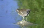gallinella