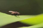 Onda Verde