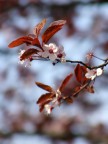 Esposizione: 1/350
Apertura: F3.2
ISO: 64
Focale: 63
Prova macro con FinePix S5600
