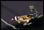 cardellino