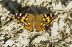 farfalla