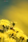intrusa nel GIALLO!