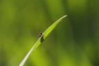 La sentinella
