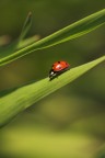 La Signora In Rosso