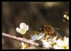 fly