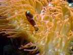 nemo