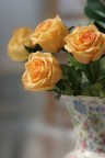 rose e rose