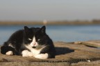 micio a burano