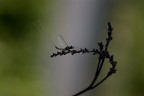 Libellula