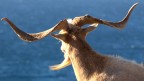 Caprone nei pressi di Tarros (Sardegna)