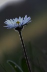 Controluce Delicato