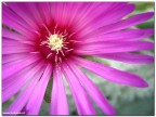 Prima macro con la Canonina...