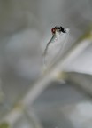 Altissima