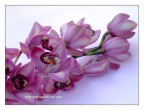 Orchidea